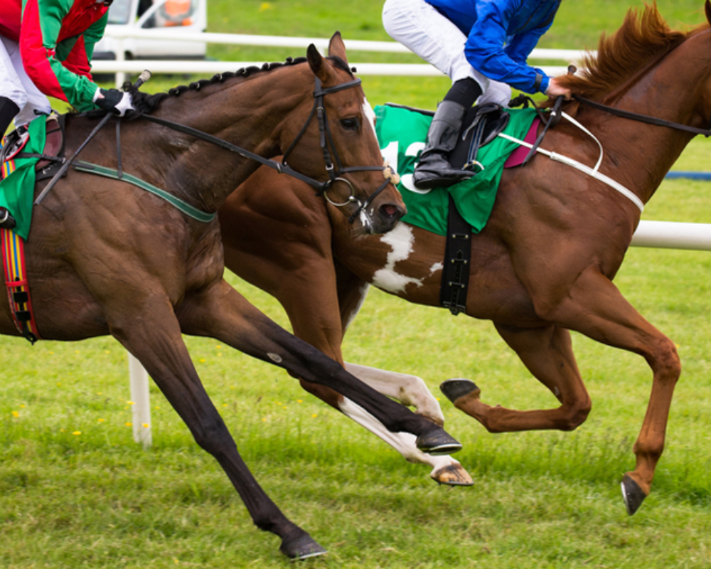 bet on best horse betting site